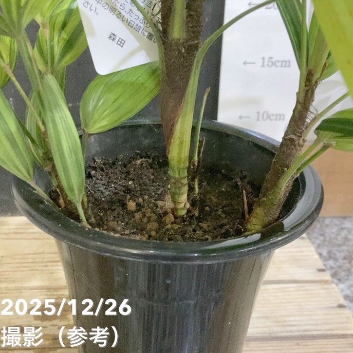 観音竹 綾錦 5号|観葉04-PA