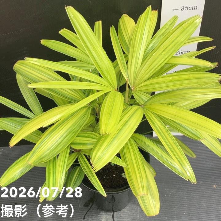 観音竹 綾錦 5号｜観葉10-TU | 観葉・多肉 | 赤塚植物園オンライン 花