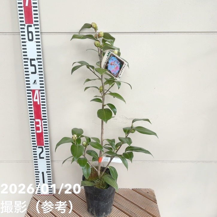 椿 ツバキ 4号 ルックアウェイ［こだわりの前田ナーセリー苗］｜花木04