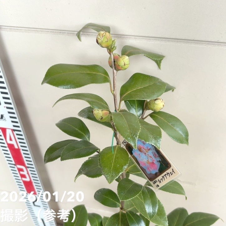 椿 ツバキ 4号 ルックアウェイ［こだわりの前田ナーセリー苗］｜花木04