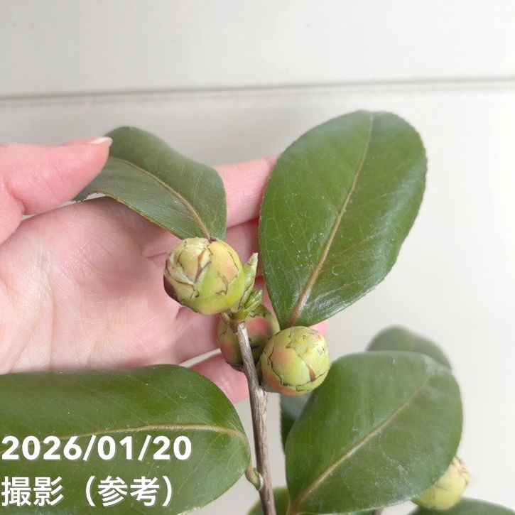 椿 ツバキ 4号 ルックアウェイ［こだわりの前田ナーセリー苗］｜花木04