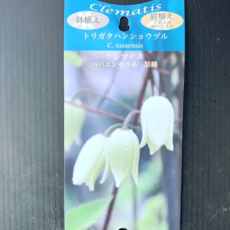 クレマチス ベバエンセラ系 原種 トリガタハンショウヅル 4号｜草花04