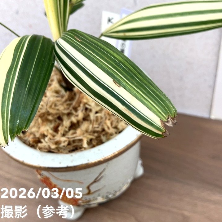 夏セール対象商品】【現品お届け】観音竹 カンノンチク 白鳥の縞 はく