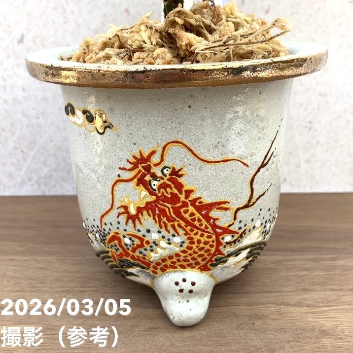 花音出品 夏セール対象商品】【現品お届け】観音竹 カンノンチク 白鳥の縞 はく