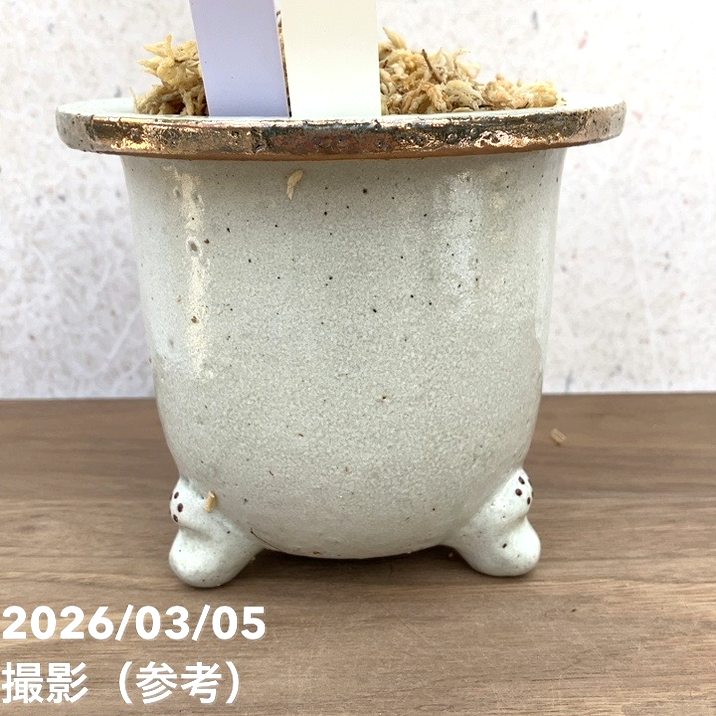 夏セール対象商品】【現品お届け】観音竹 カンノンチク 白鳥の縞 はく