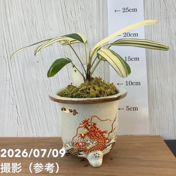 夏セール対象商品】【現品お届け】観音竹 カンノンチク 白鳥の縞 はく