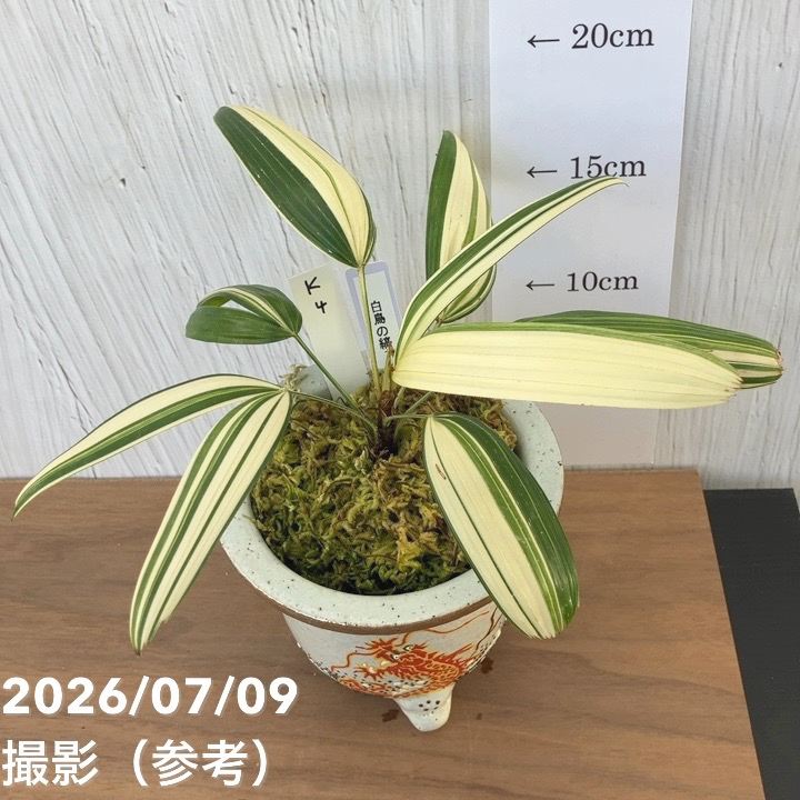 夏セール対象商品】【現品お届け】観音竹 カンノンチク 白鳥の縞 はく