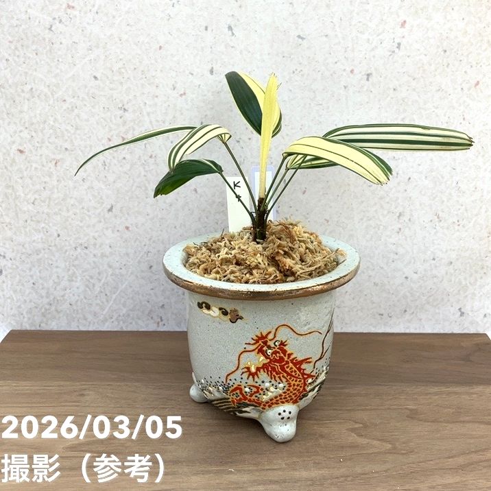 現品お届け】観音竹 カンノンチク 白鳥の縞 はくちょうのしま 錦鉢（K4