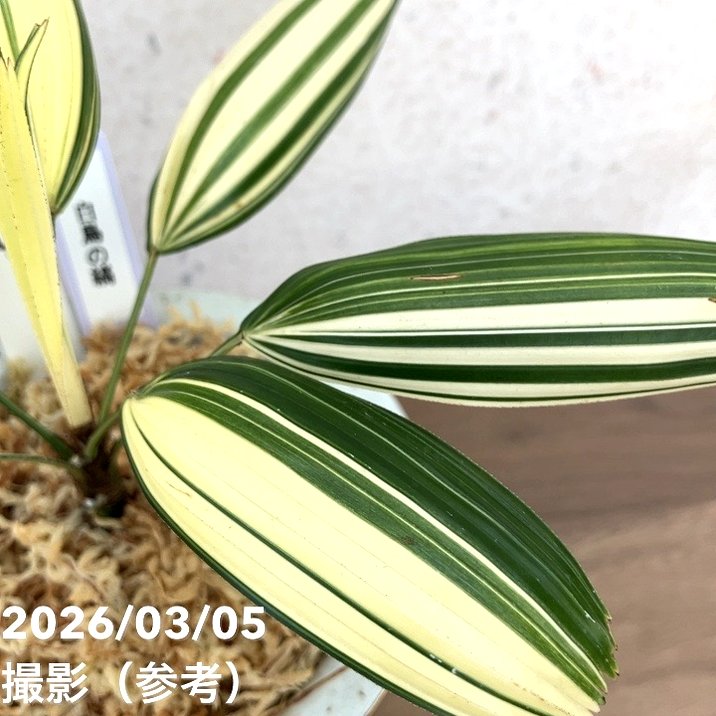 現品お届け】観音竹 カンノンチク 白鳥の縞 はくちょうのしま 錦鉢（K4