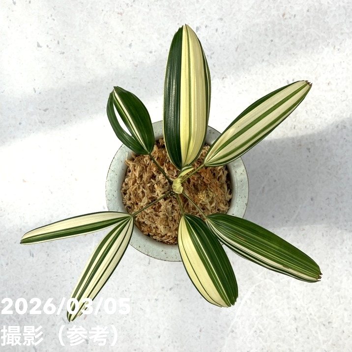 夏セール対象商品】【現品お届け】観音竹 カンノンチク 白鳥の縞 はく