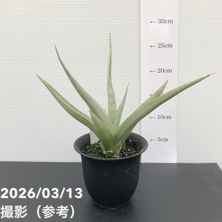 現品お届け】サンスベリア 4号 チャオプラヤー Chaophraya（S239