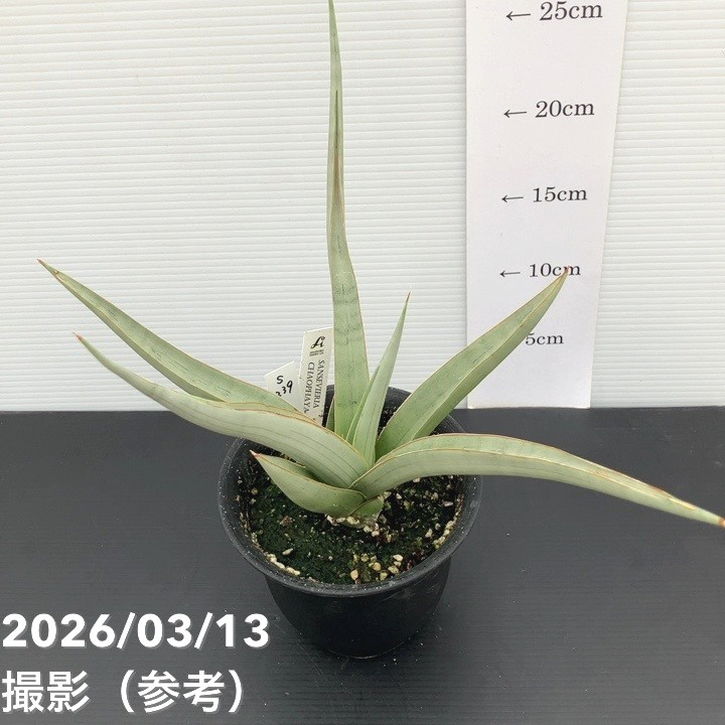 サンスベリア マルシャンダ ホワイト アウレア　輸入株 ロリダ　ピングイキュラ 現品お届け】サンスベリア 4号 チャオプラヤー Chaophraya（S239
