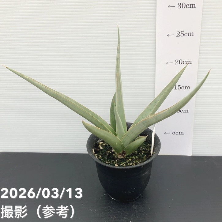 現品お届け】サンスベリア 4号 チャオプラヤー Chaophraya（S239