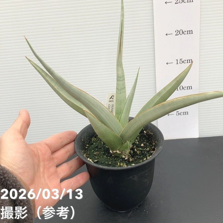 決算P5倍！10%OFF！8/2まで】【現品お届け】サンスベリア 4号 チャオ