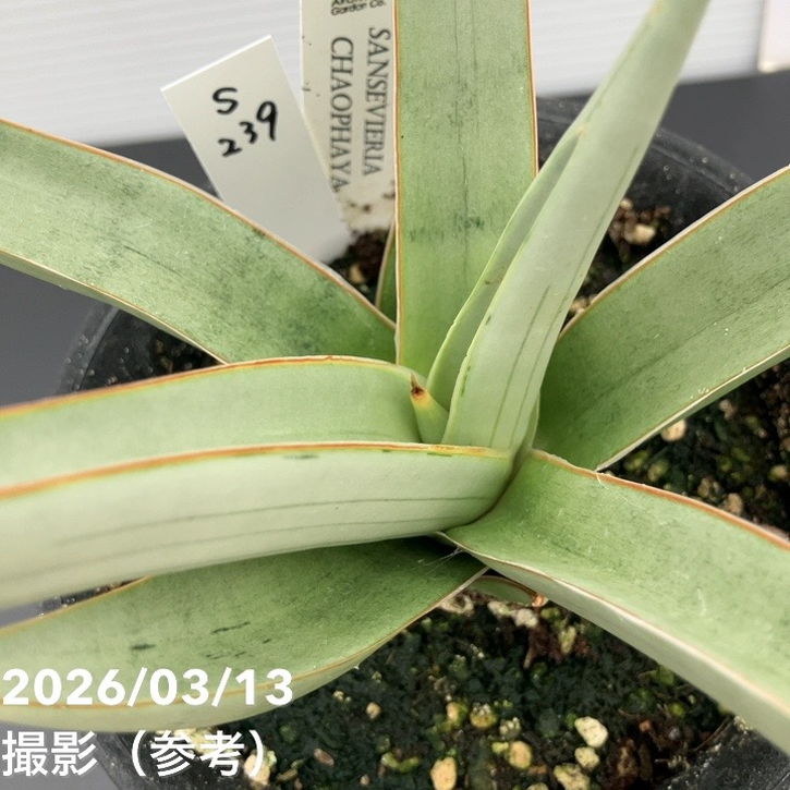 現品お届け】サンスベリア 4号 チャオプラヤー Chaophraya（S239