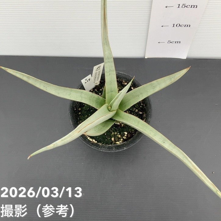 決算P5倍！10%OFF！8/2まで】【現品お届け】サンスベリア 4号 チャオ