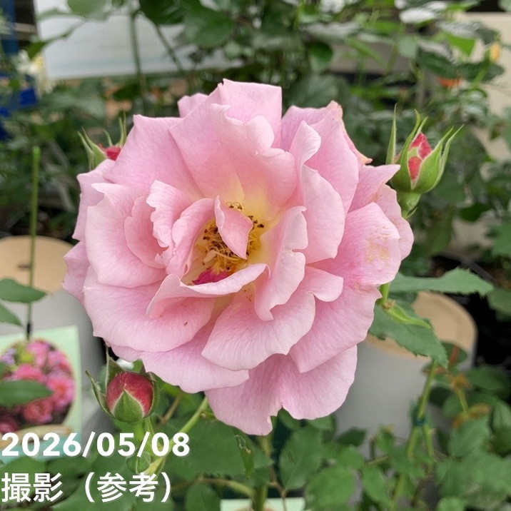NEW】バラ新苗 グロッグ 4号 河本バラ園 河本麻記子さん ローズ・ドゥ
