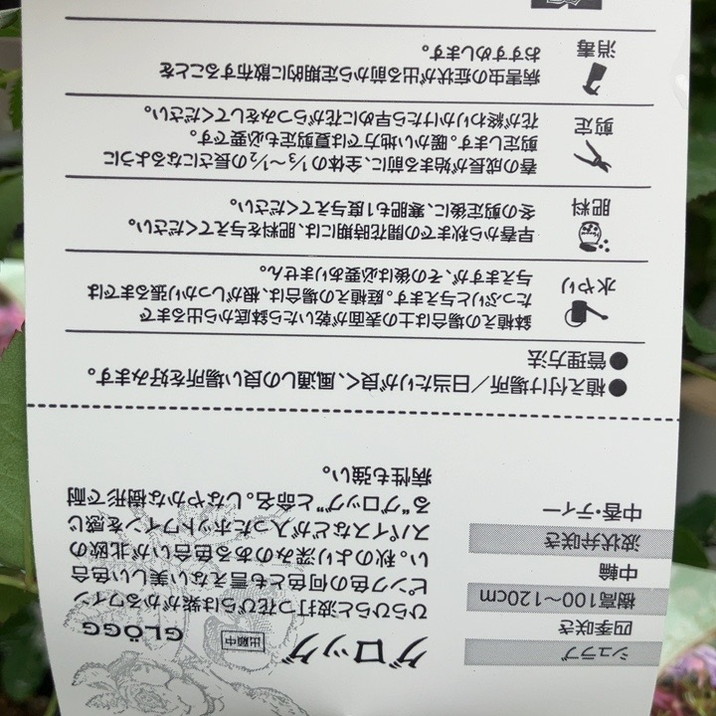 NEW】バラ新苗 グロッグ 4号 河本バラ園 河本麻記子さん ローズ・ドゥ