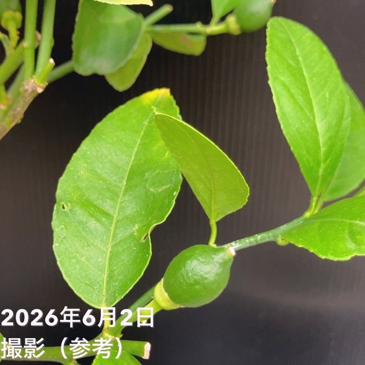 サイパンレモン 6号｜果樹10-TU | 果樹,柑橘,レモン | 赤塚植物園