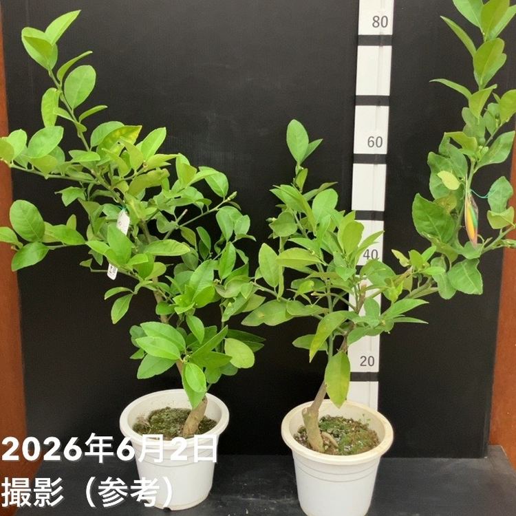 サイパンレモン 6号｜果樹10-TU | 果樹,柑橘,レモン | 赤塚植物園