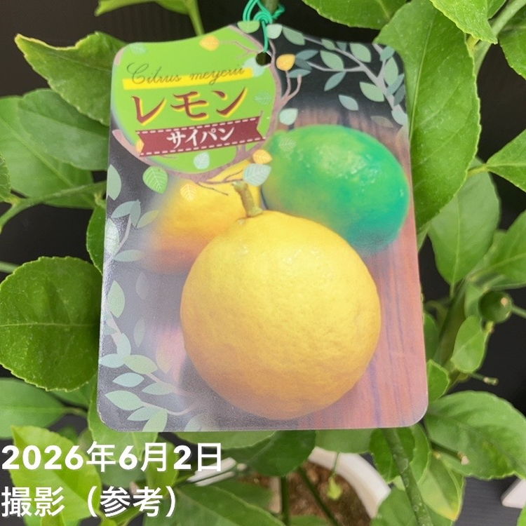サイパンレモン 6号｜果樹10-TU | 果樹,柑橘,レモン | 赤塚植物園
