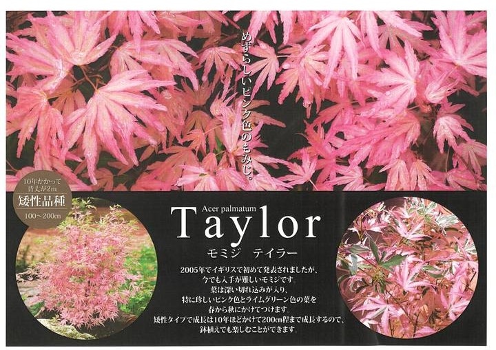 珍しいピンク色 モミジ テイラー 3.5号|花木10-TU