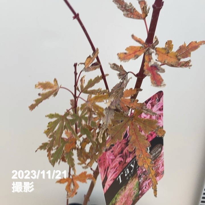 珍しいピンク色 モミジ テイラー 3.5号|花木10-TU