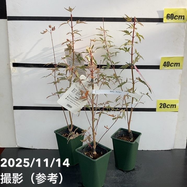 珍しいピンク色 モミジ テイラー 3.5号|花木10-TU