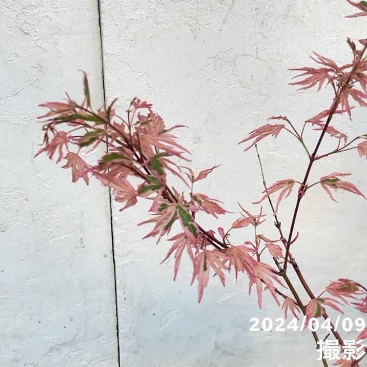 珍しいピンク色 モミジ テイラー 3.5号|花木10-TU