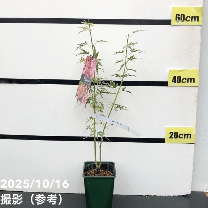 珍しいピンク色 モミジ テイラー 3.5号|花木10-TU