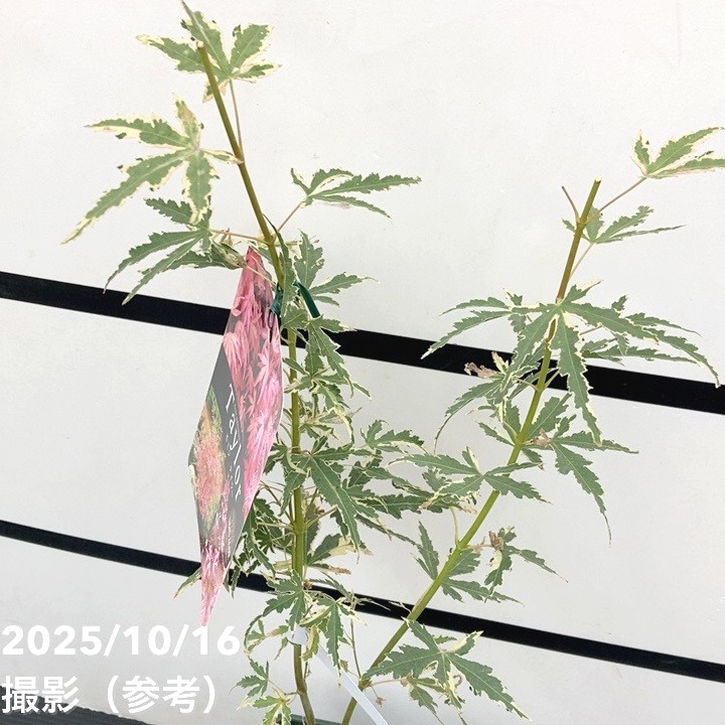 珍しいピンク色 モミジ テイラー 3.5号|花木10-TU