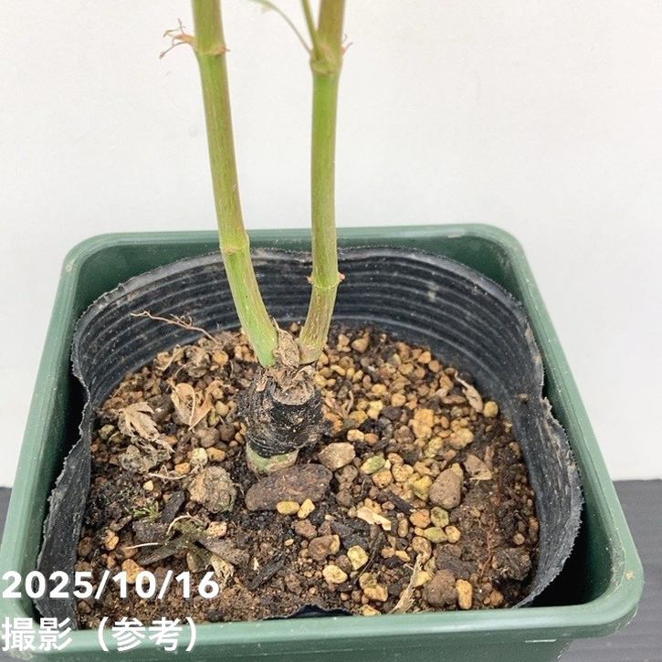 珍しいピンク色 モミジ テイラー 3.5号|花木10-TU