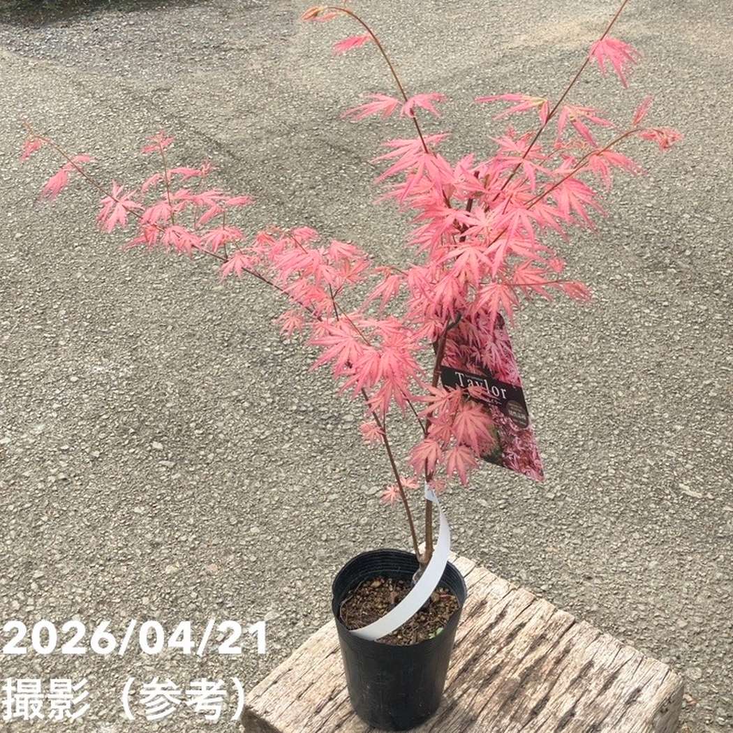珍しいピンク色 モミジ テイラー 3.5号｜花木04-PA | 花木・庭木