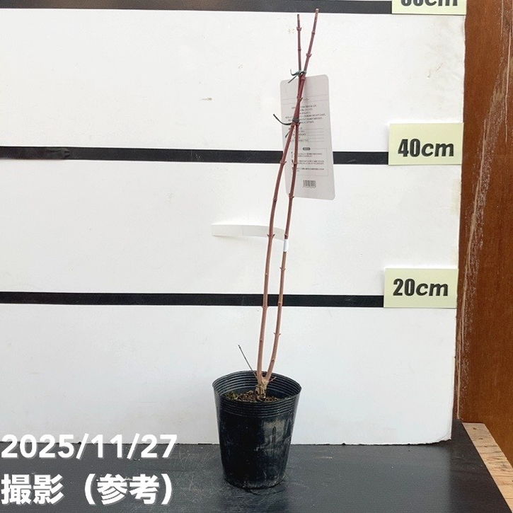 珍しいピンク色 モミジ テイラー 3.5号｜花木10-TU | 花木・庭木