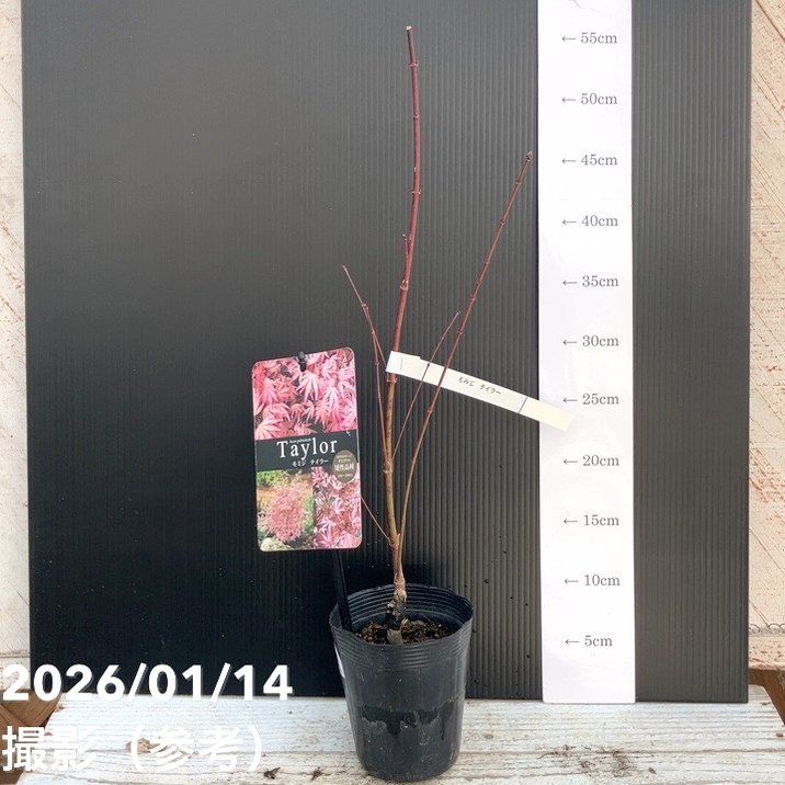 珍しいピンク色 モミジ テイラー 3.5号｜花木04-PA | 花木・庭木