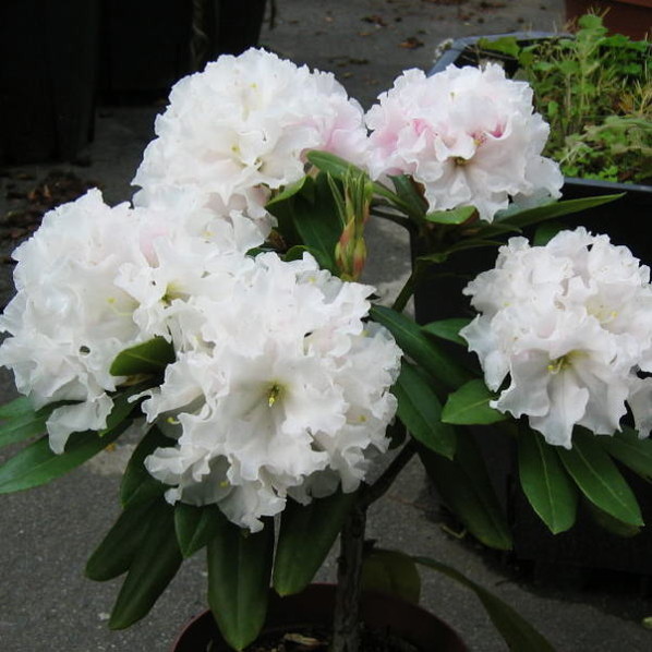 オキシャクナゲ/濃色【現品発送】管理70622 NN3000S03ABJ301_Independence_J