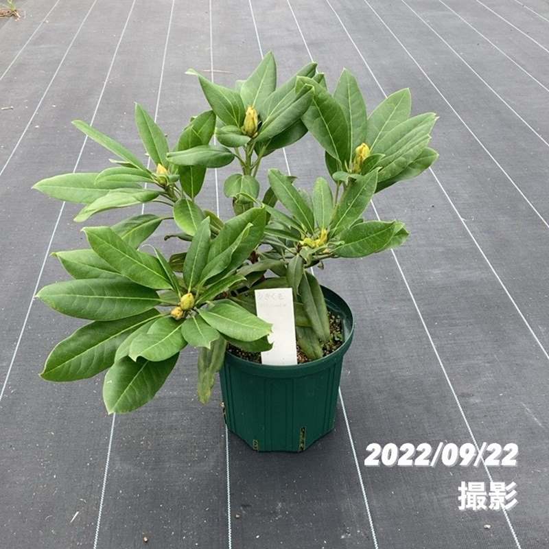 決算P5倍！10%OFF！8/2まで】【数量限定】シャクナゲ スーパー