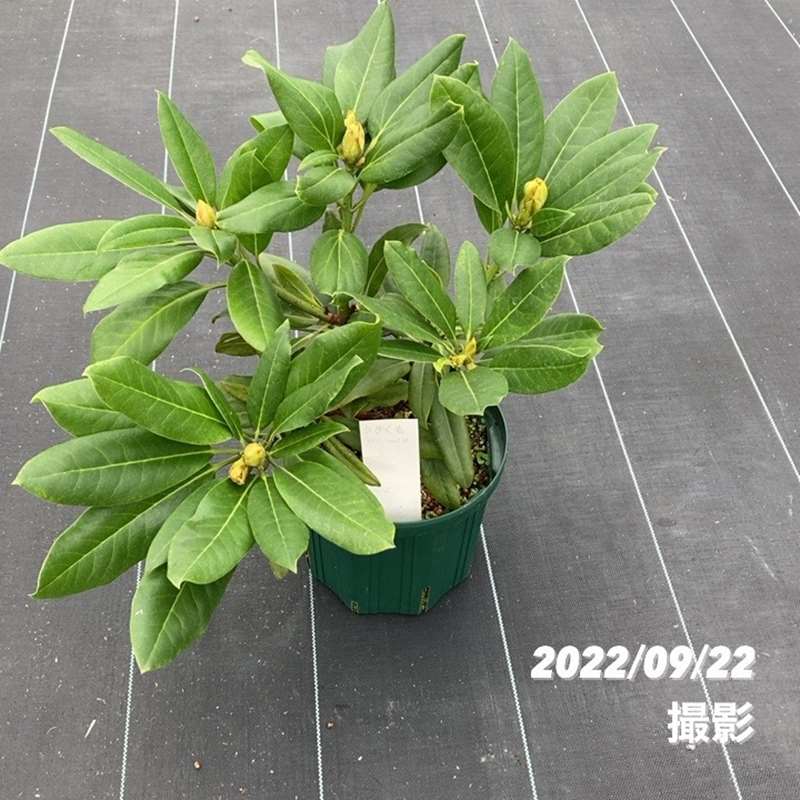数量限定】シャクナゲ スーパーローディー 6号 浮雲｜花木01-D1 | 赤塚