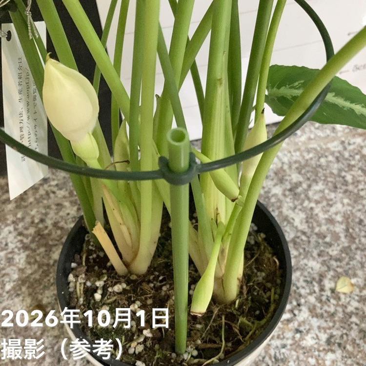 シスマトグロチス プシラ 5号｜観葉04-PA | 観葉・多肉 | 赤塚植物園