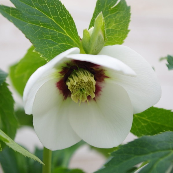 期間限定10％OFF！】クリスマスローズ 伊勢みやび 5号 雪灯籠｜山野01