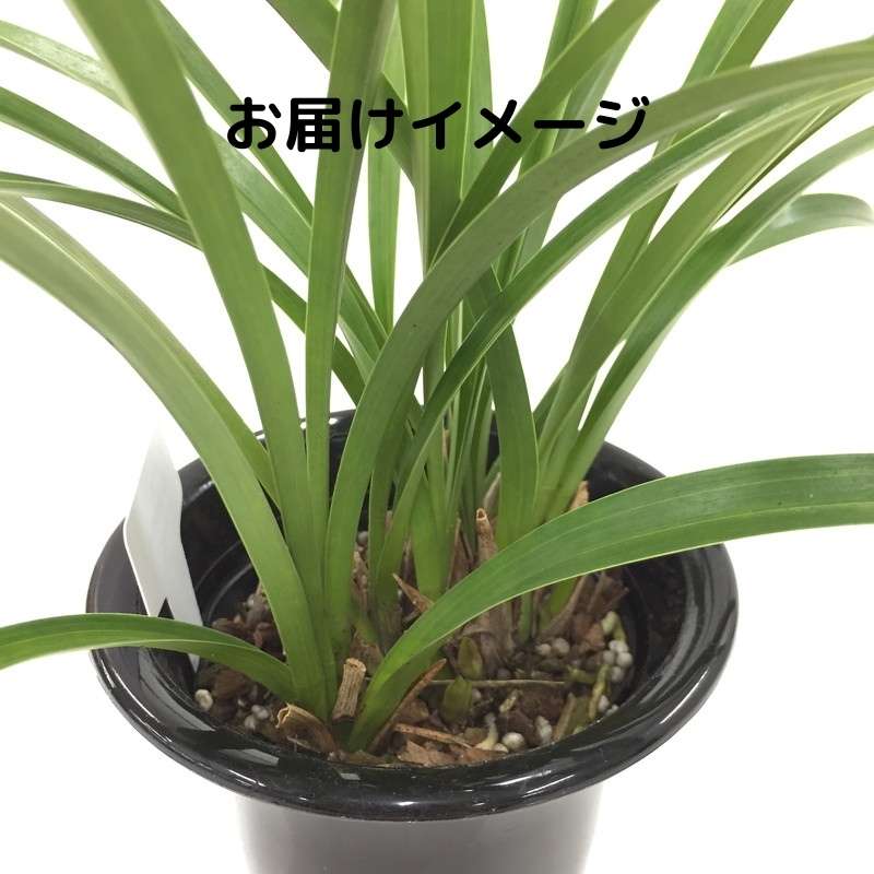 赤塚植物園オンライン-花の音- メールマガジン［まだ間に合う