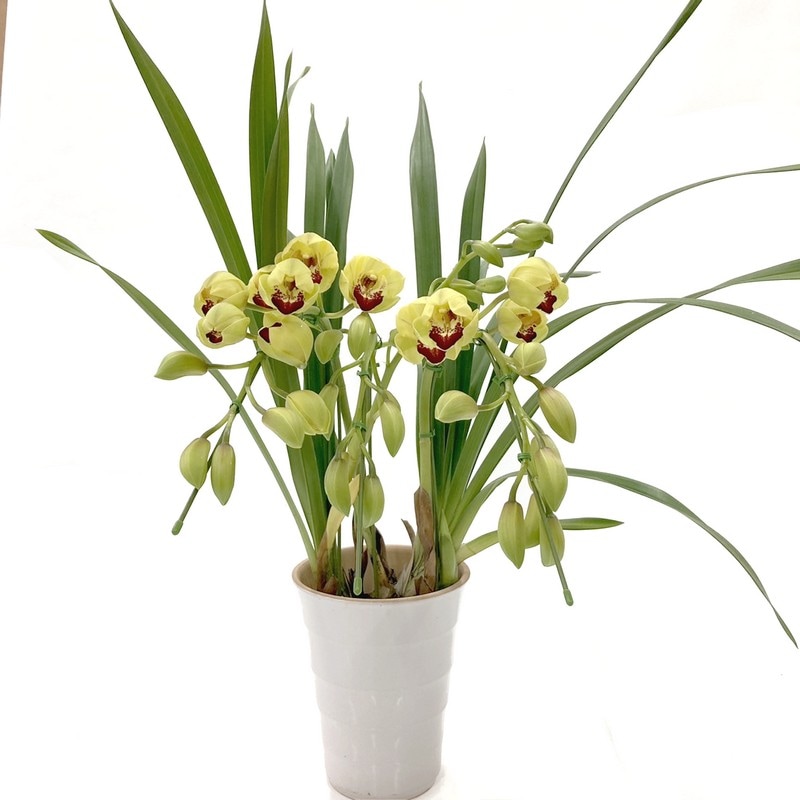 Darich ランダムビジュースプリングプルオーバ yellow ダーリッチ