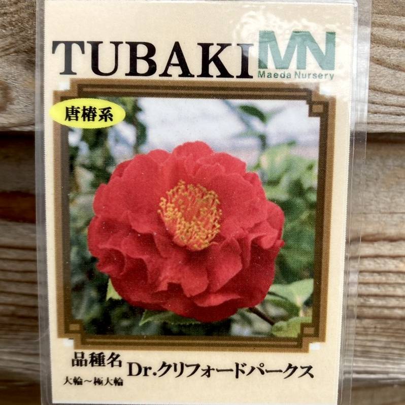 椿 ツバキ 4号 Dr.クリフォードパークス［こだわりの前田ナーセリー苗