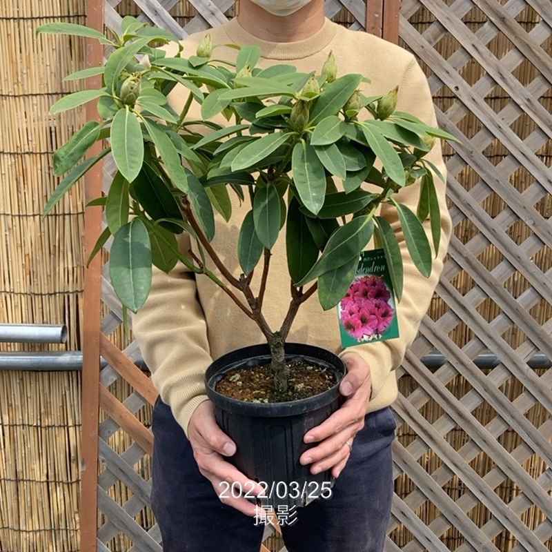 西洋シャクナゲ 6号 ミッドナイト｜花木03-D3 | 花木・庭木,シャクナゲ