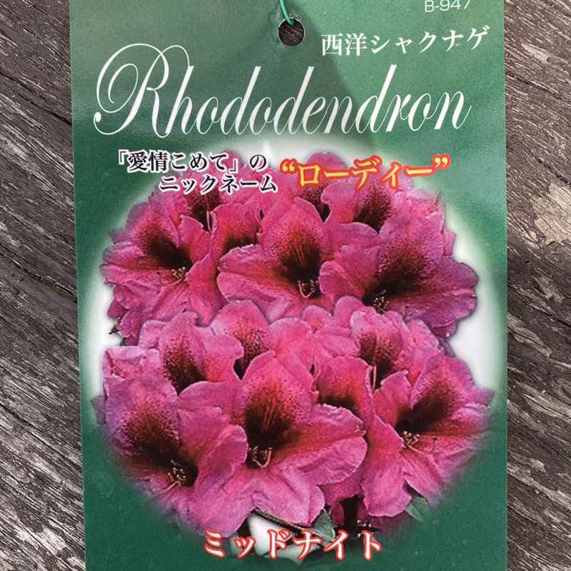西洋シャクナゲ 6号 ミッドナイト｜花木03-D3 | 花木・庭木,シャクナゲ