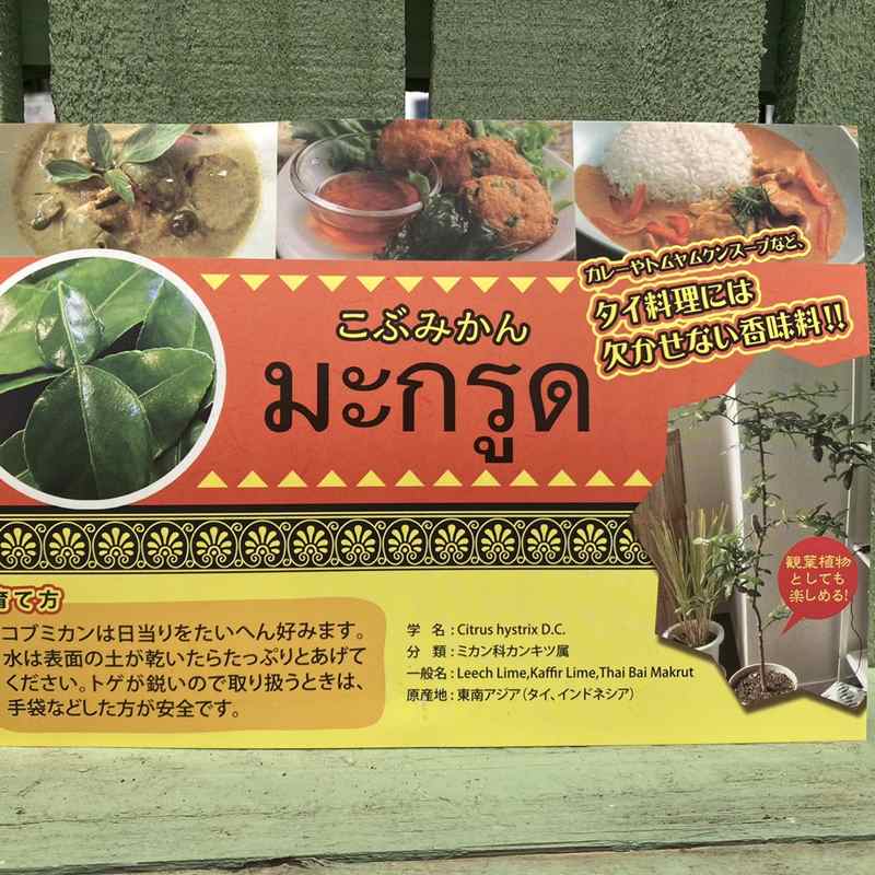 コブミカン(バイマックルー)7号|s200|果樹10-TU