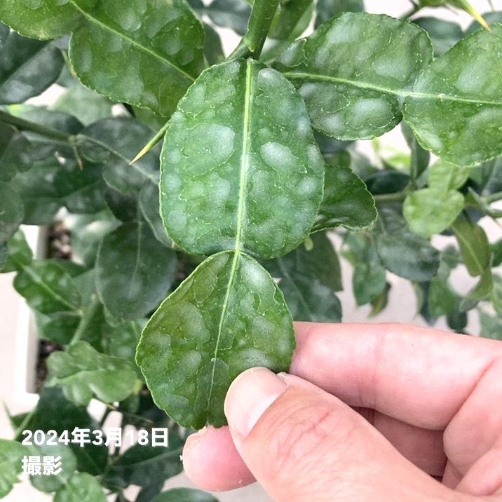 コブミカン(バイマックルー)7号|s200|果樹10-TU