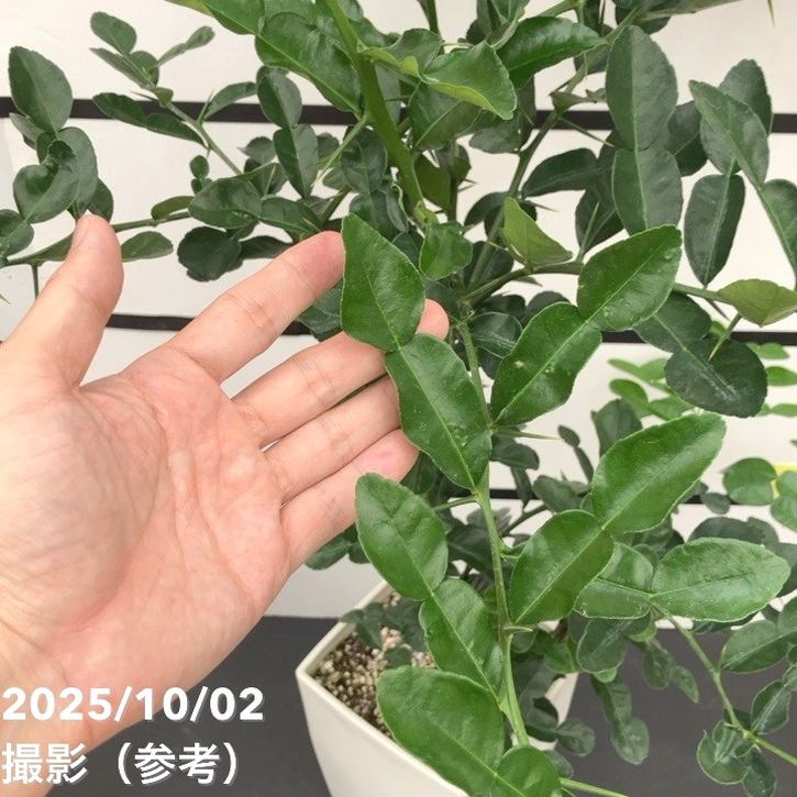 無農薬 こぶみかん 苗 100センチ 2年生 コブミカン（バイマックルー）7