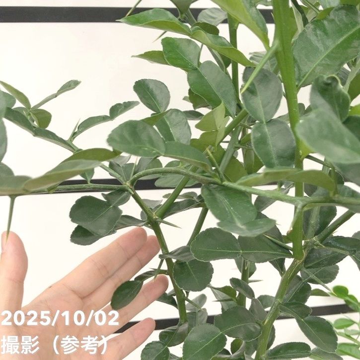 コブミカン　バイマックルー　特大苗木 楽天市場】みかん 苗木 【こぶみかん】 （バイマックルー） 7号鉢植え