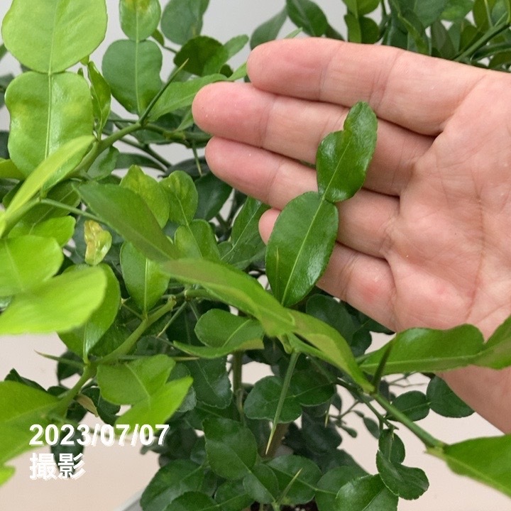 コブミカン(バイマックルー)7号|s200|果樹10-TU